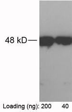 RFP-tag Antibody in Western Blot (WB)