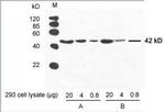 beta Actin Antibody in ELISA (ELISA)