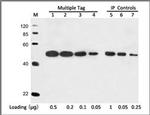 c-Myc Tag Antibody in Western Blot (WB)