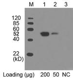 c-Myc Antibody in Western Blot (WB)