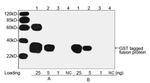 GST Antibody in Western Blot (WB)