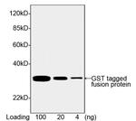 GST Antibody in Western Blot (WB)