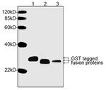 GST Antibody in Western Blot (WB)
