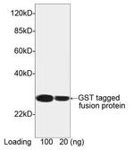 GST Antibody in Western Blot (WB)