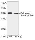 Ty1-tag Antibody in Western Blot (WB)