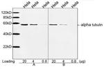 alpha Tubulin Antibody in Western Blot (WB)