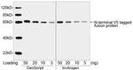 V5 Tag Antibody in Western Blot (WB)