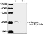 V5 Tag Antibody in Western Blot (WB)