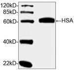 HSA Antibody in Western Blot (WB)