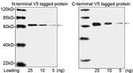 V5 Tag Antibody in Western Blot (WB)