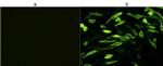 V5 Tag Antibody in Immunocytochemistry (ICC/IF)