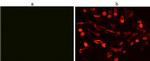 V5 Tag Antibody in Immunocytochemistry (ICC/IF)