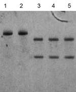 Hot Start Taq Antibody in Functional Assay (FN)