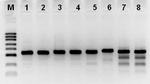 Hot Start Taq Antibody in Functional Assay (FN)