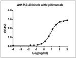 Ipilimumab Antibody in ELISA (ELISA)