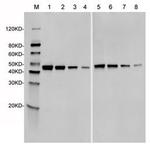 SpCas9 Antibody in Western Blot (WB)