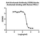 Avelumab Antibody in ELISA (ELISA)