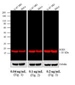 Mouse IgG (H+L) Highly Cross-Adsorbed Secondary Antibody in Western Blot (WB)