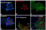 Rabbit IgG (H+L) Highly Cross-Adsorbed Secondary Antibody in Immunocytochemistry (ICC/IF)