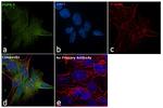 Rabbit IgG (H+L) Highly Cross-Adsorbed Secondary Antibody in Immunocytochemistry (ICC/IF)