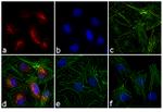 Rabbit IgG (H+L) Highly Cross-Adsorbed Secondary Antibody in Immunocytochemistry (ICC/IF)