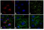 Rabbit IgG (H+L) Highly Cross-Adsorbed Secondary Antibody in Immunocytochemistry (ICC/IF)