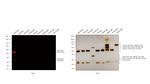 Rabbit IgG (H+L) Highly Cross-Adsorbed Secondary Antibody