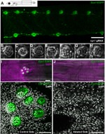 eGFP Antibody in Immunohistochemistry (IHC)