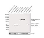 GFP Antibody in Western Blot (WB)