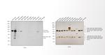 Mouse IgG1 Cross-Adsorbed Secondary Antibody in Western Blot (WB)