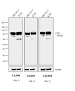 Mouse IgG1 Cross-Adsorbed Secondary Antibody in Western Blot (WB)