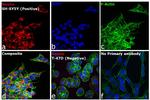 Mouse IgG (H+L) Cross-Adsorbed Secondary Antibody in Immunocytochemistry (ICC/IF)