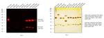 Mouse IgG (H+L) Cross-Adsorbed Secondary Antibody in Western Blot (WB)