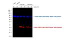 Mouse IgG (H+L) Cross-Adsorbed Secondary Antibody in Western Blot (WB)