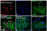 Rat IgG (H+L) Cross-Adsorbed Secondary Antibody in Immunocytochemistry (ICC/IF)