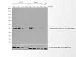 Rat IgG (H+L) Cross-Adsorbed Secondary Antibody in Western Blot (WB)