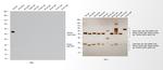 Rat IgG (H+L) Cross-Adsorbed Secondary Antibody in Western Blot (WB)