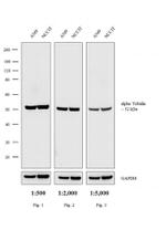 Rat IgG (H+L) Cross-Adsorbed Secondary Antibody in Western Blot (WB)