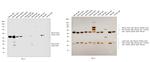 Mouse IgG1 Cross-Adsorbed Secondary Antibody in Western Blot (WB)