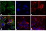 Mouse IgG, IgM (H+L) Secondary Antibody in Immunocytochemistry (ICC/IF)