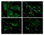 Mouse IgG (H+L) Cross-Adsorbed Secondary Antibody in Immunocytochemistry (ICC/IF)