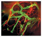 Mouse IgG (H+L) Cross-Adsorbed Secondary Antibody in Immunocytochemistry (ICC/IF)