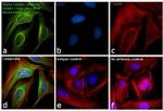 Rabbit IgG (H+L) Cross-Adsorbed Secondary Antibody in Immunocytochemistry (ICC/IF)