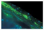 Rabbit IgG (H+L) Cross-Adsorbed Secondary Antibody in Immunohistochemistry (Frozen) (IHC (F))