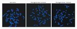 Rabbit IgG (H+L) Cross-Adsorbed Secondary Antibody in Immunocytochemistry (ICC/IF)