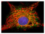 Rabbit IgG (H+L) Cross-Adsorbed Secondary Antibody in Immunocytochemistry (ICC/IF)