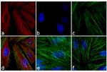 Mouse IgG (H+L) Cross-Adsorbed Secondary Antibody in Immunocytochemistry (ICC/IF)