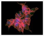 Mouse IgG (H+L) Cross-Adsorbed Secondary Antibody in Immunocytochemistry (ICC/IF)