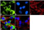 Mouse IgG (H+L) Highly Cross-Adsorbed Secondary Antibody in Immunocytochemistry (ICC/IF)