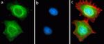 Rabbit IgG (H+L) Highly Cross-Adsorbed Secondary Antibody in Immunocytochemistry (ICC/IF)